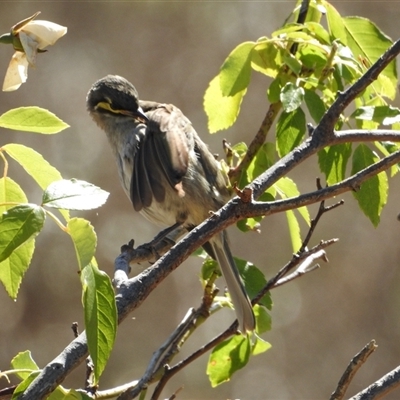 Caligavis chrysops (Yellow-faced Honeyeater) at Sandon, VIC - 19 Nov 2024 by KMcCue