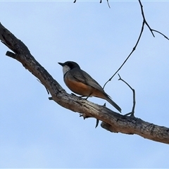 Pachycephala rufiventris (Rufous Whistler) at Sandon, VIC - 19 Nov 2024 by KMcCue