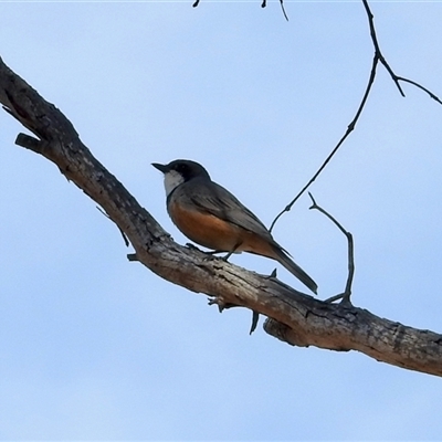 Pachycephala rufiventris (Rufous Whistler) at Sandon, VIC - 19 Nov 2024 by KMcCue