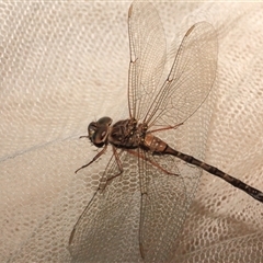 Unidentified Insect at Gibberagee, NSW - 27 Oct 2013 by Bungybird