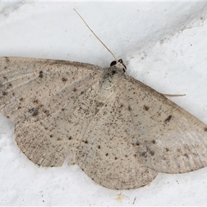 Taxeotis reserata (A Geometer moth) at Melba, ACT by kasiaaus