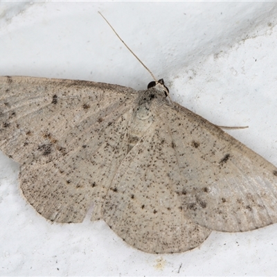 Taxeotis reserata (A Geometer moth) at Melba, ACT - 25 Nov 2024 by kasiaaus