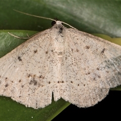 Taxeotis reserata at Melba, ACT - 25 Nov 2024 11:54 PM