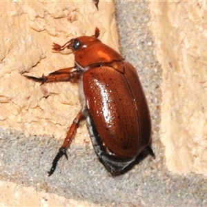 Anoplognathus porosus at Wanniassa, ACT - 26 Nov 2024 10:06 PM