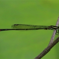 Unidentified Insect at Gibberagee, NSW - 21 Dec 2016 by Bungybird