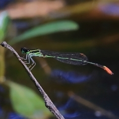 Unidentified Insect at Gibberagee, NSW - 27 Dec 2016 by Bungybird