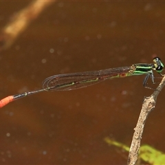 Unidentified Insect at Gibberagee, NSW - 8 Jan 2012 by Bungybird