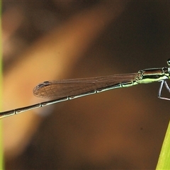 Agriocnemis pygmaea at Gibberagee, NSW - 3 Jan 2012 by Bungybird