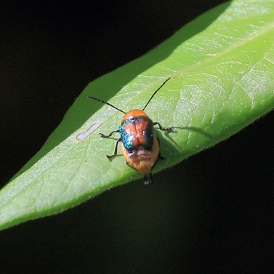 Unidentified Insect at Gibberagee, NSW - 30 Jan 2015 by Bungybird