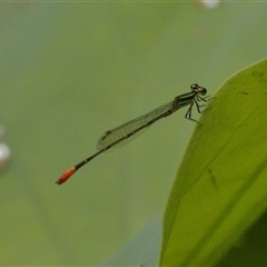 Unidentified Insect at Gibberagee, NSW - 27 Jan 2022 by Bungybird