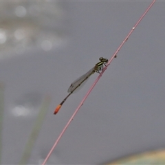 Unidentified Insect at Gibberagee, NSW - 28 Jan 2022 by Bungybird