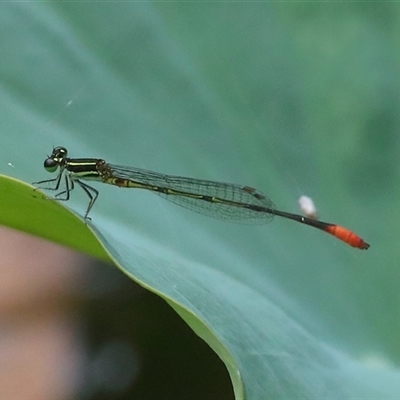 Unidentified Insect at Gibberagee, NSW - 29 Jan 2022 by Bungybird