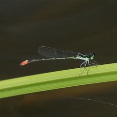 Unidentified Insect at Gibberagee, NSW - 30 Jan 2022 by Bungybird