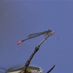 Unidentified Insect at Gibberagee, NSW - 30 Jan 2022 by Bungybird