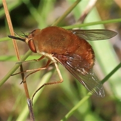 Unidentified Insect at Gibberagee, NSW - 30 Jan 2015 by Bungybird