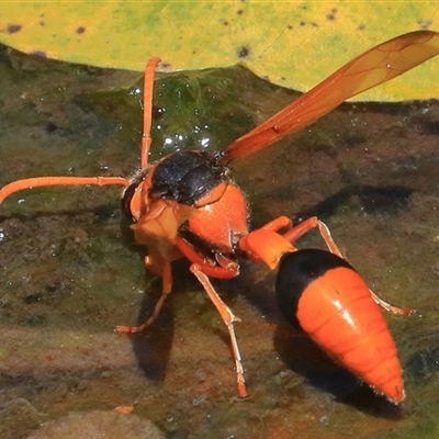 Unidentified Insect at Gibberagee, NSW - 30 Dec 2016 by Bungybird