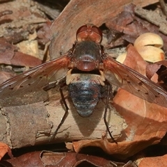 Unidentified Insect at Bungawalbin, NSW - 25 Dec 2016 by Bungybird