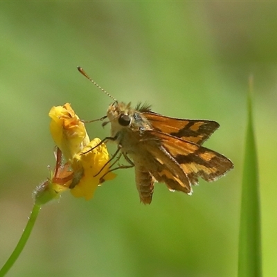 Unidentified Insect at Gibberagee, NSW - 27 Jan 2022 by Bungybird