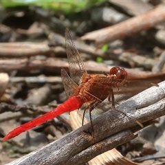 Rhodothemis lieftincki at Gibberagee, NSW - 21 Dec 2016 by Bungybird