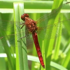 Rhodothemis lieftincki at Gibberagee, NSW - 30 Dec 2016 by Bungybird