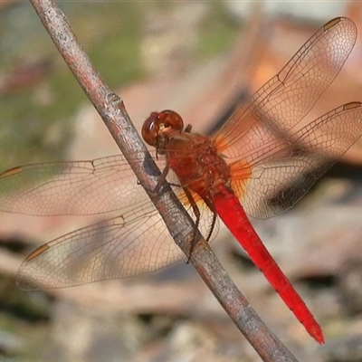 Rhodothemis lieftincki at Gibberagee, NSW - 31 Dec 2016 by Bungybird