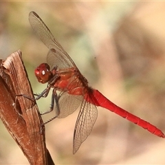 Rhodothemis lieftincki at Gibberagee, NSW - 31 Dec 2016 by Bungybird