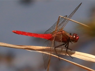 Rhodothemis lieftincki at Gibberagee, NSW - 6 Feb 2017 by Bungybird