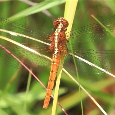 Rhodothemis lieftincki at Gibberagee, NSW - 8 Jan 2012 by Bungybird