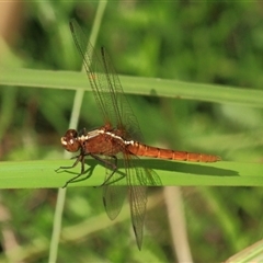 Rhodothemis lieftincki at Gibberagee, NSW - 3 Jan 2012 by Bungybird