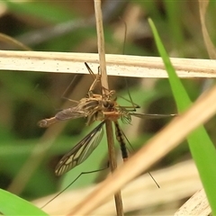 Unidentified Insect at Gibberagee, NSW - 24 Nov 2012 by Bungybird