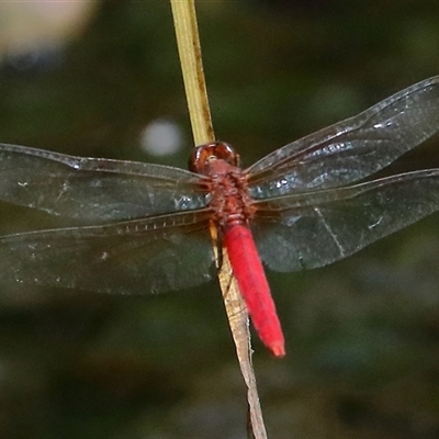 Rhodothemis lieftincki at Gibberagee, NSW - 27 Jan 2022 by Bungybird