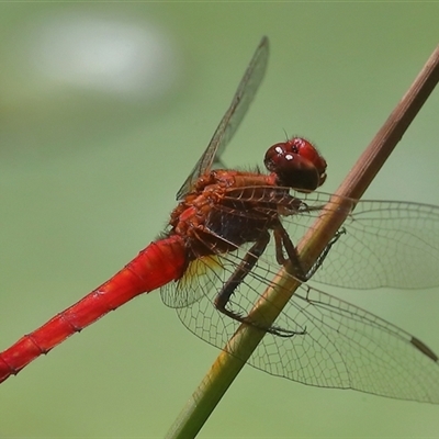 Rhodothemis lieftincki at Gibberagee, NSW - 27 Jan 2022 by Bungybird