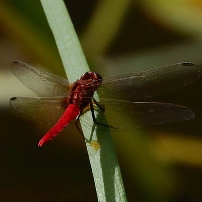 Rhodothemis lieftincki at Gibberagee, NSW - 30 Jan 2022 by Bungybird