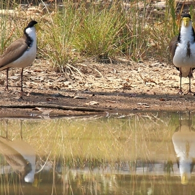 Vanellus miles (Masked Lapwing) at Gibberagee, NSW - 14 Sep 2009 by Bungybird