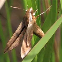 Theretra silhetensis (Brown-banded hunter hawkmoth) at Gibberagee, NSW - 30 Jan 2015 by Bungybird