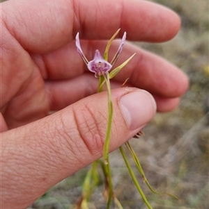 Diuris punctata at suppressed - suppressed