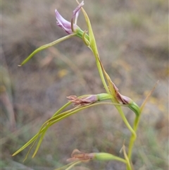 Diuris punctata at suppressed - suppressed