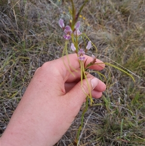 Diuris punctata at suppressed - suppressed