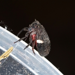 Dardus abbreviatus (Dardus Wattle Hopper) at Bungonia, NSW - 26 Nov 2024 by AlisonMilton