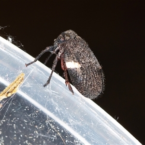 Dardus abbreviatus at Bungonia, NSW - 26 Nov 2024