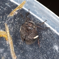 Dardus abbreviatus at Bungonia, NSW - 26 Nov 2024 04:28 PM