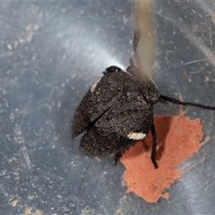 Dardus abbreviatus at Bungonia, NSW - 26 Nov 2024 04:28 PM