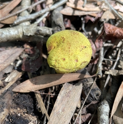 bolete at Dunbogan, NSW - 26 Nov 2024 by Nette