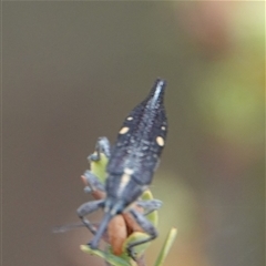 Rhinotia bidentata (Two-spot Rhinotia weevil) at Hall, ACT - 26 Nov 2024 by Anna123