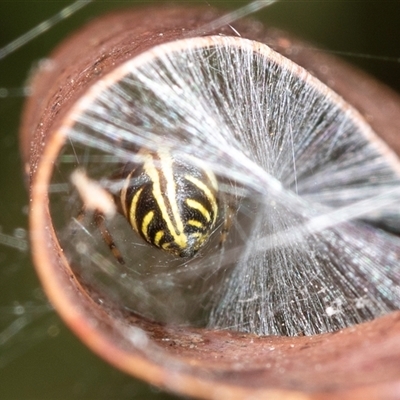 Phonognathidae (unofficial sub family) (Leaf curling orb-weavers) at Bungonia, NSW - 26 Nov 2024 by AlisonMilton