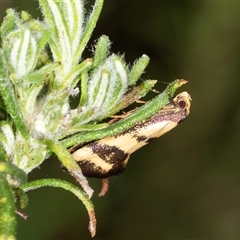 Olbonoma triptycha (Chezela Group) at Bungonia, NSW - 26 Nov 2024 by AlisonMilton