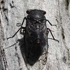 Psaltoda moerens (Redeye cicada) at Hall, ACT - 27 Nov 2024 by Anna123