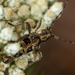 Pempsamacra dispersa (Longhorn beetle) at Bungonia, NSW - 26 Nov 2024 by AlisonMilton