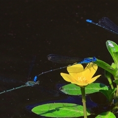 Pseudagrion microcephalum (Blue Riverdamsel) at Gibberagee, NSW - 19 Dec 2016 by Bungybird