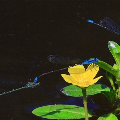 Pseudagrion microcephalum (Blue Riverdamsel) at Gibberagee, NSW - 19 Dec 2016 by Bungybird